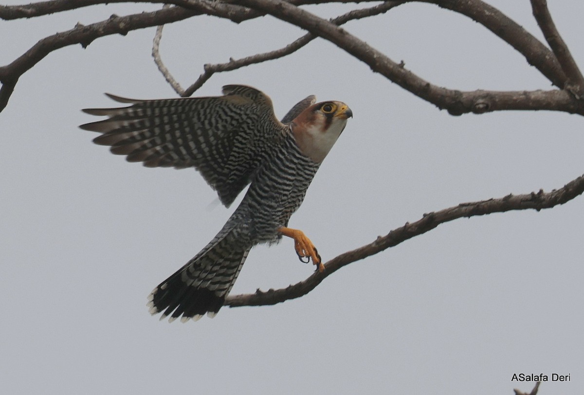Red-necked Falcon (African) - ML612636633