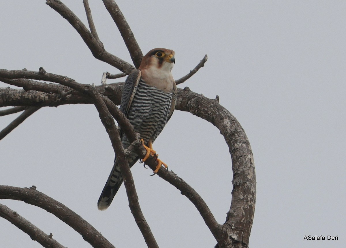 Red-necked Falcon (African) - ML612636635
