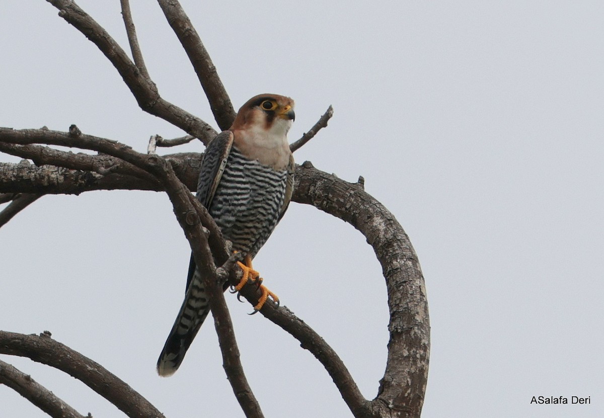 Red-necked Falcon (African) - ML612636646