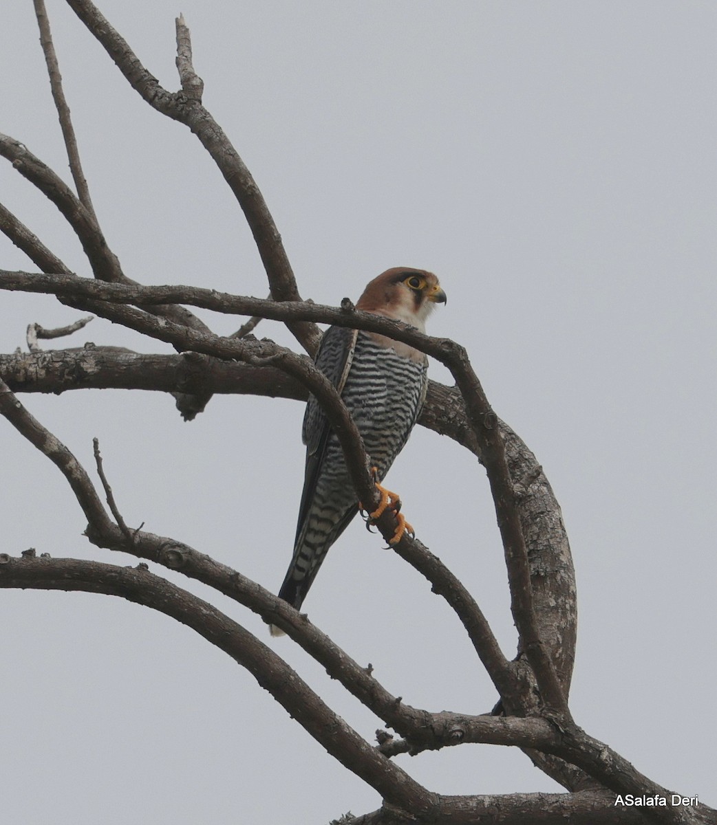 Red-necked Falcon (African) - ML612636647