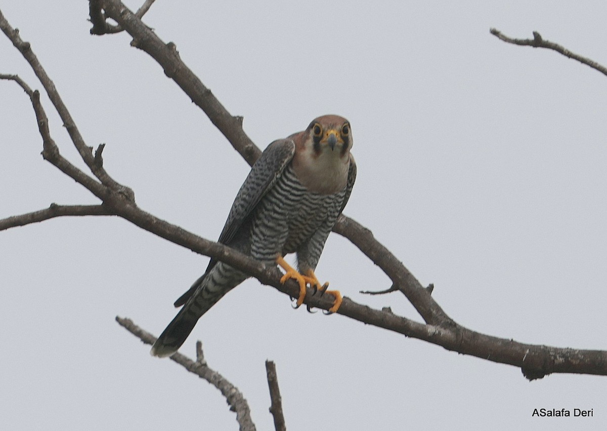 Red-necked Falcon (African) - ML612636661