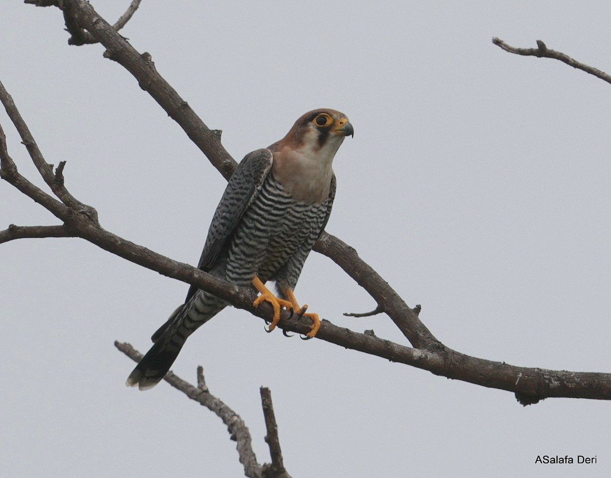 Red-necked Falcon (African) - ML612636662
