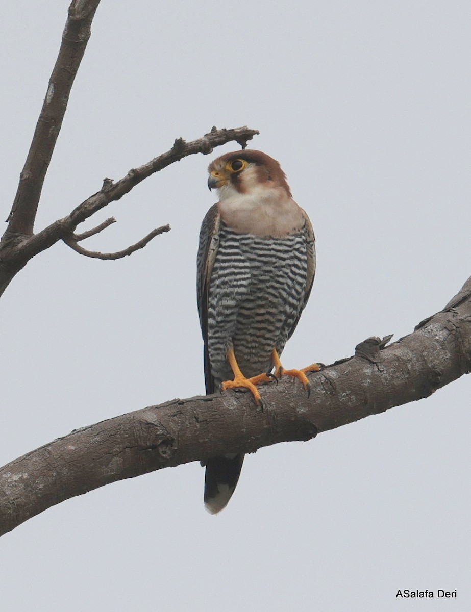 Red-necked Falcon (African) - ML612636667