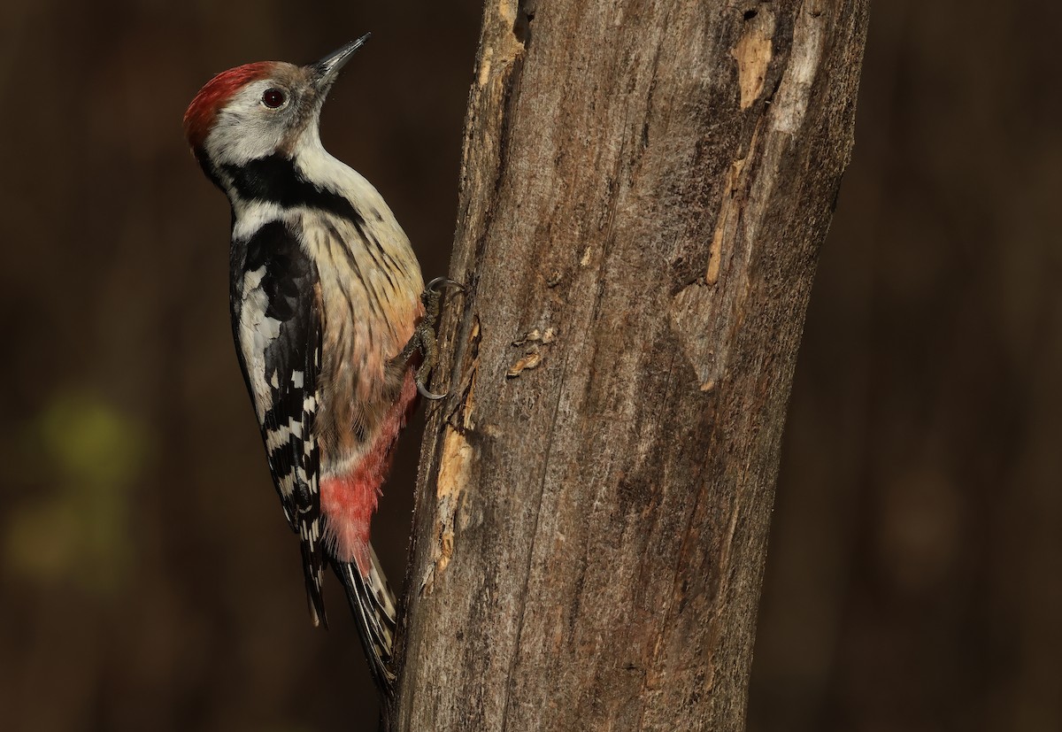 Middle Spotted Woodpecker - ML612636740