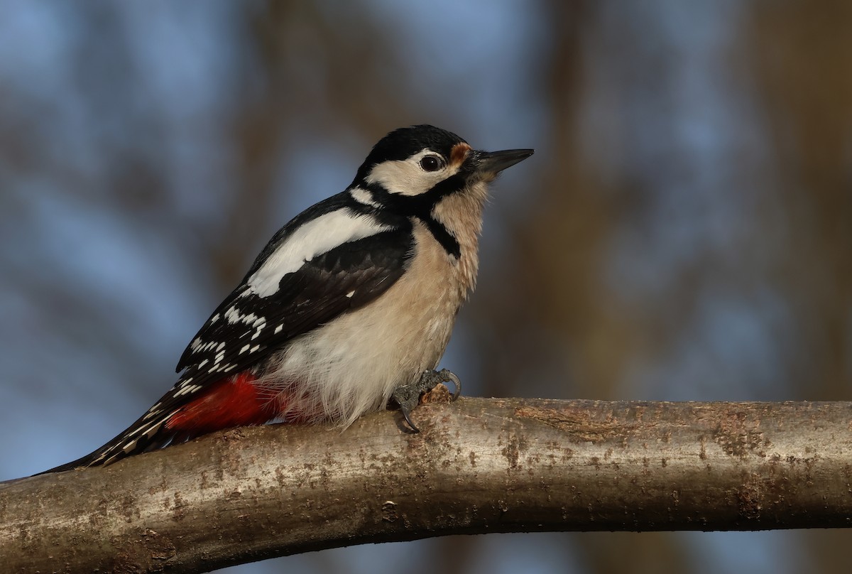 Great Spotted Woodpecker - ML612636755