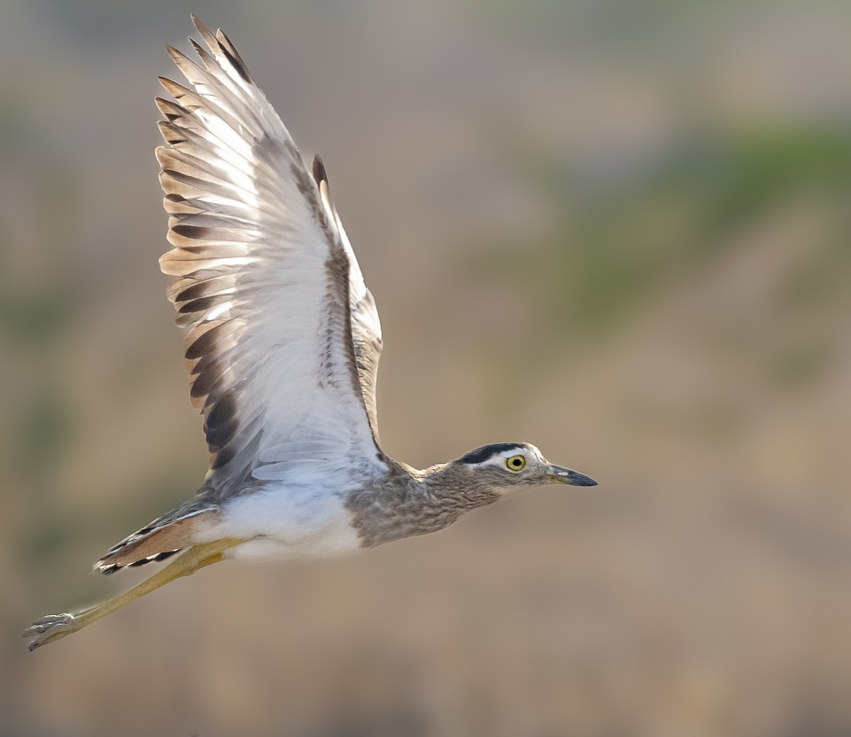 Double-striped Thick-knee - ML612636795