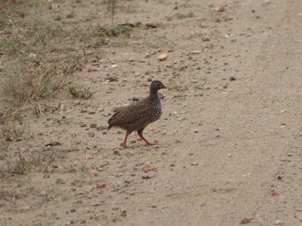 Red-necked Spurfowl - ML612636893