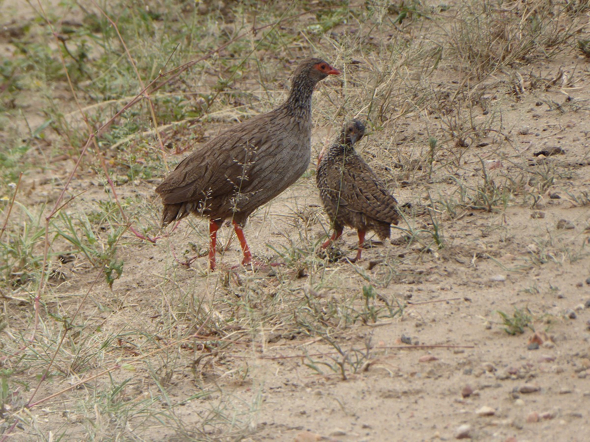 Red-necked Spurfowl - ML612636894