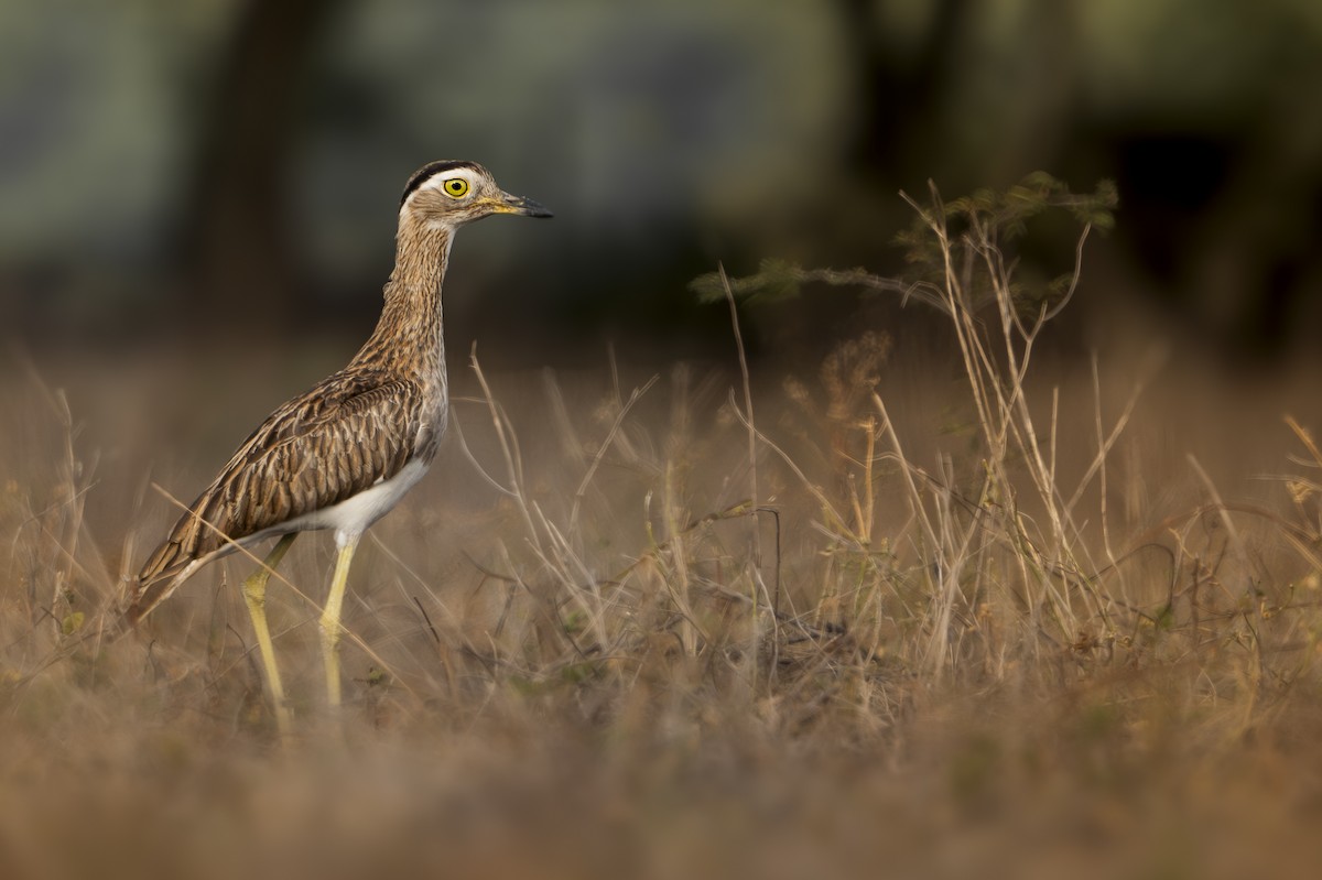 Double-striped Thick-knee - ML612637539