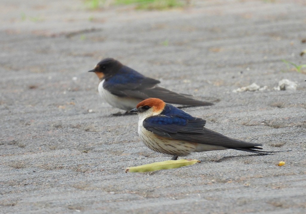 Greater Striped Swallow - ML612637764