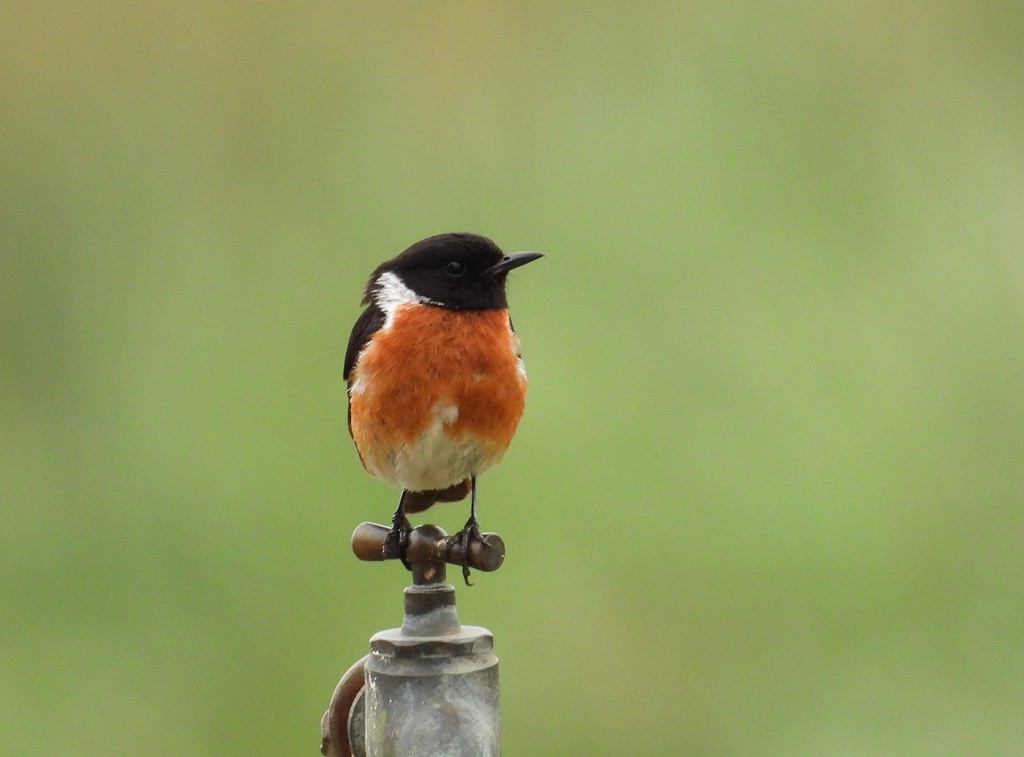 African Stonechat - ML612637774