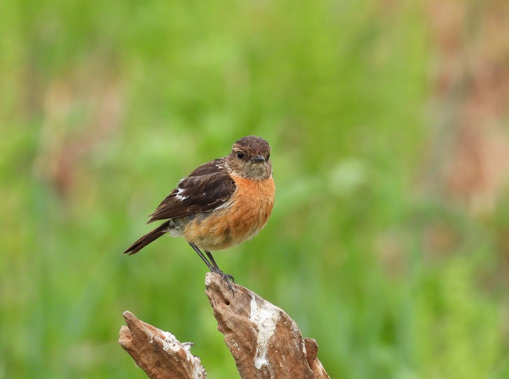 African Stonechat - ML612637775
