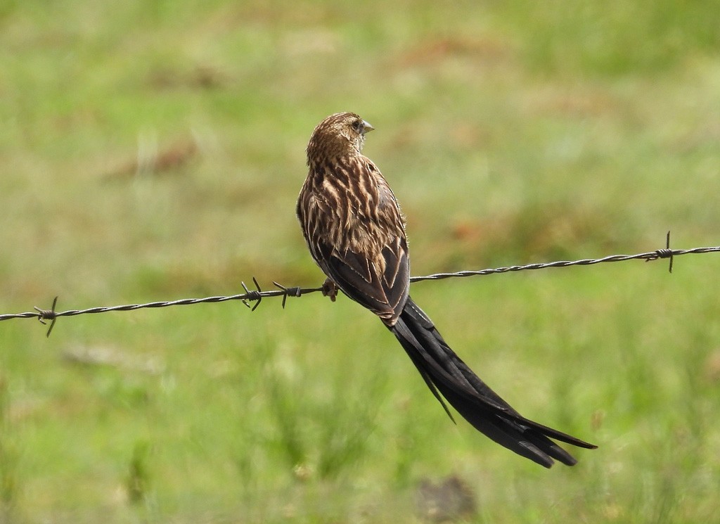 Long-tailed Widowbird - ML612637835