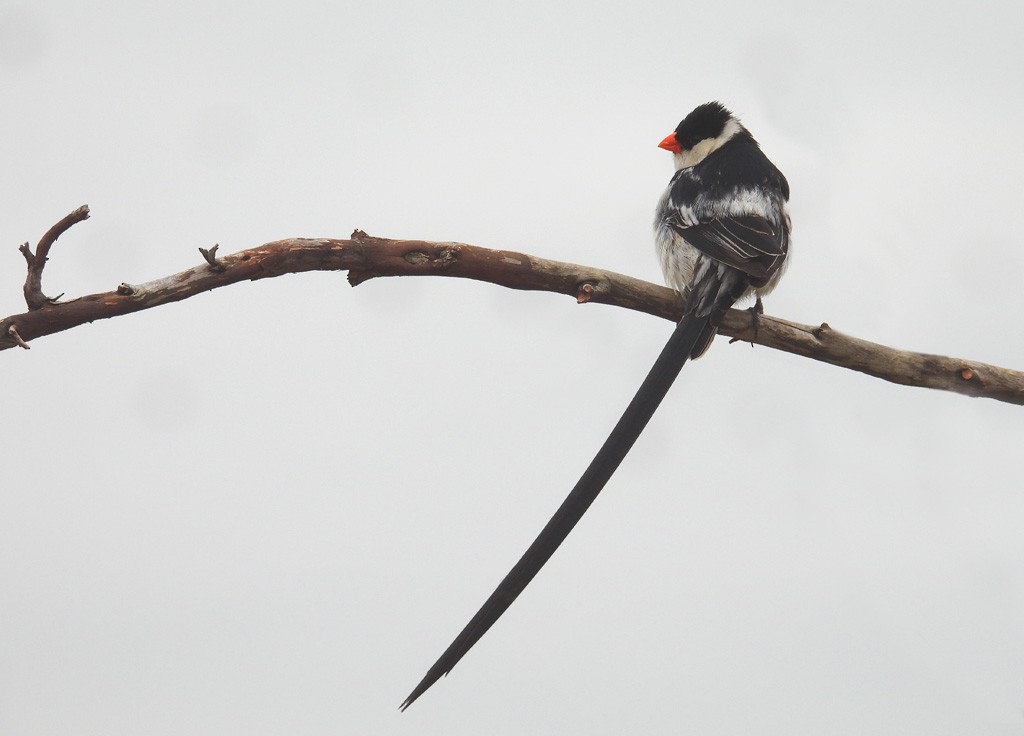 Pin-tailed Whydah - ML612637854