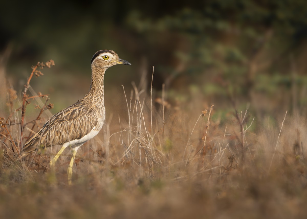Double-striped Thick-knee - ML612637900