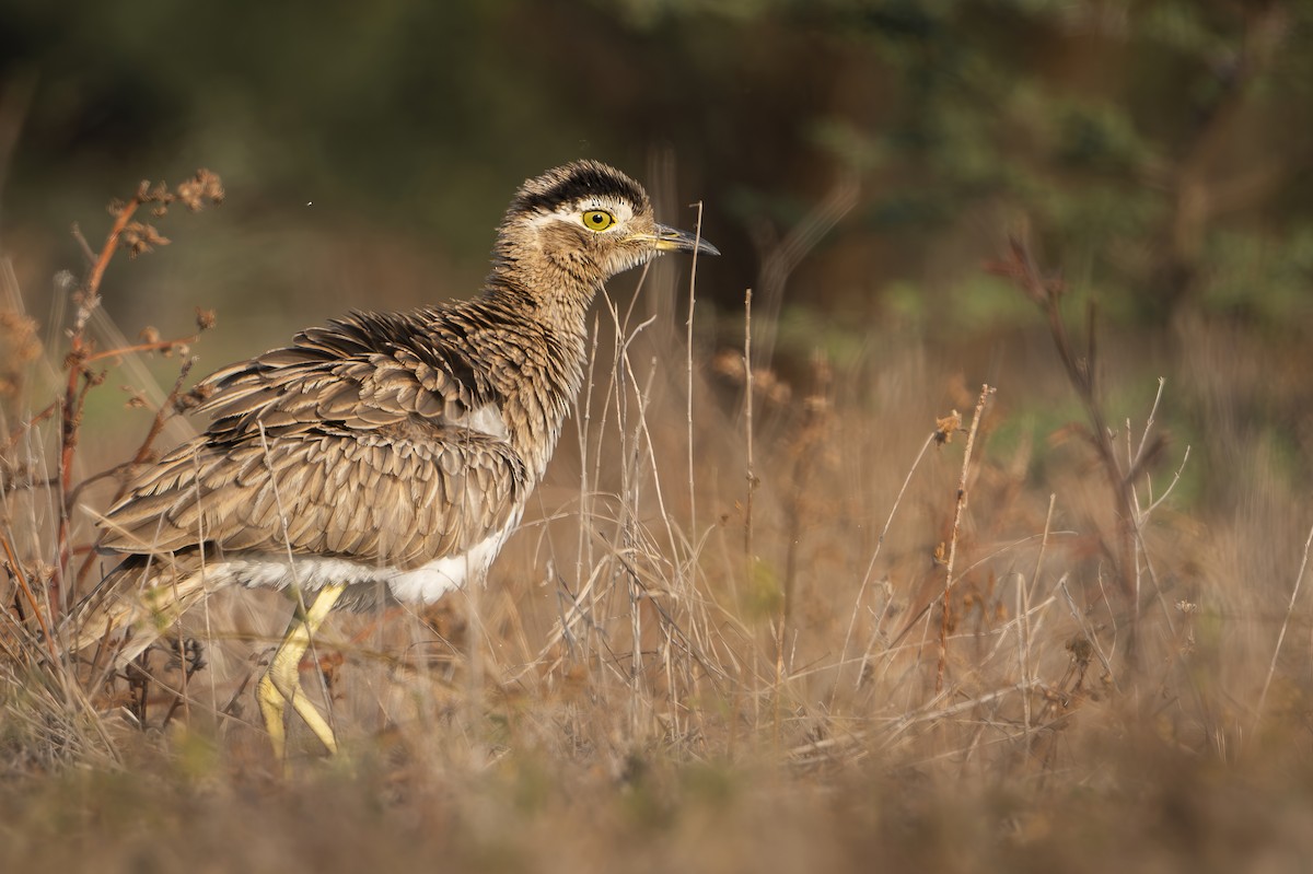 Double-striped Thick-knee - ML612638117