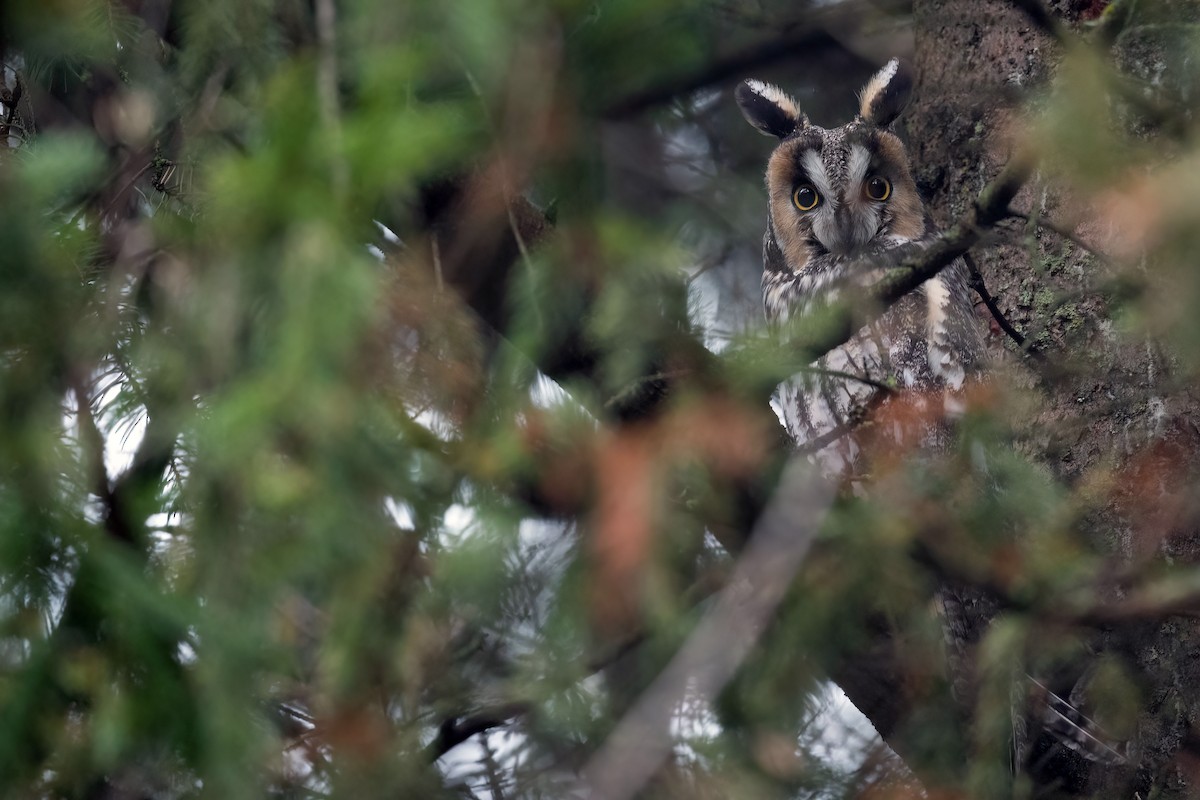Long-eared Owl - ML612638203
