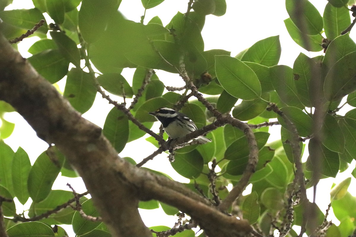 Black-throated Gray Warbler - ML612638395