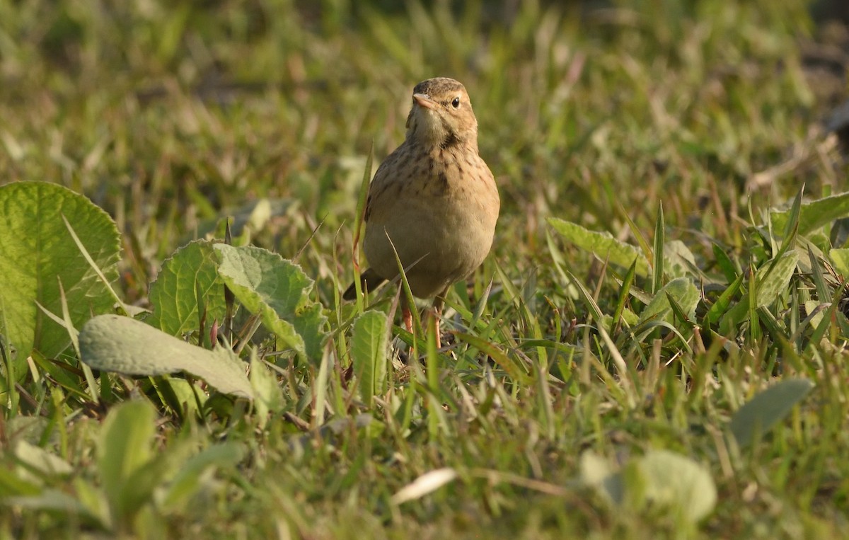 pipit sp. - ML612638627