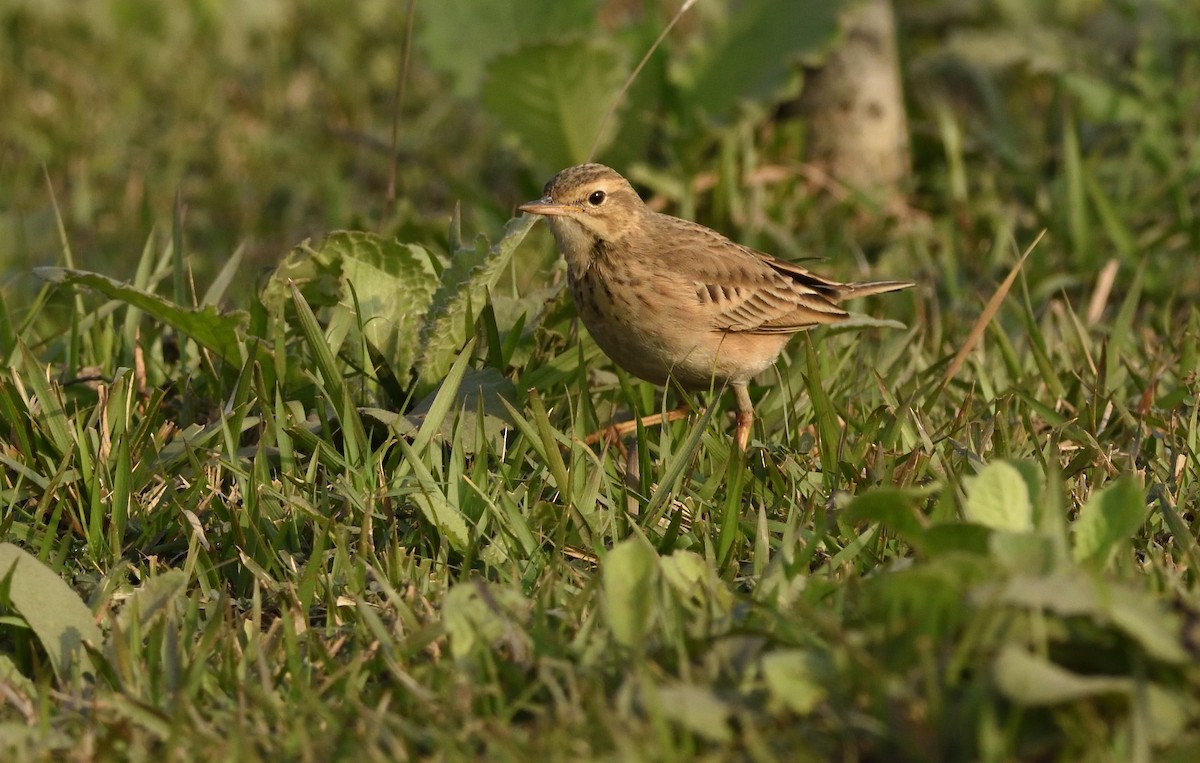 pipit sp. - ML612638629