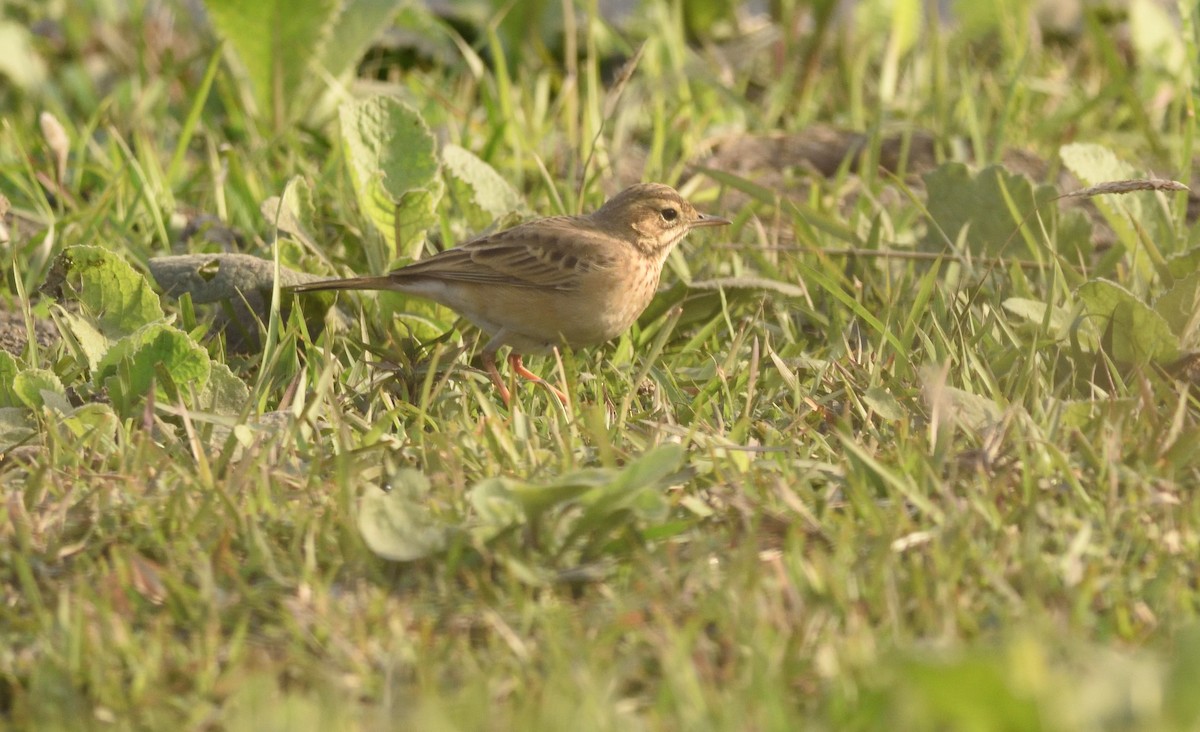 pipit sp. - ML612638632