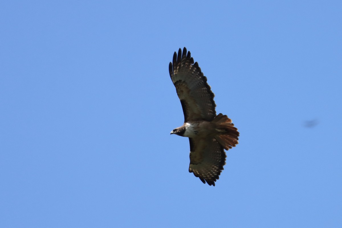 Red-tailed Hawk (kemsiesi/hadropus) - ML612638739