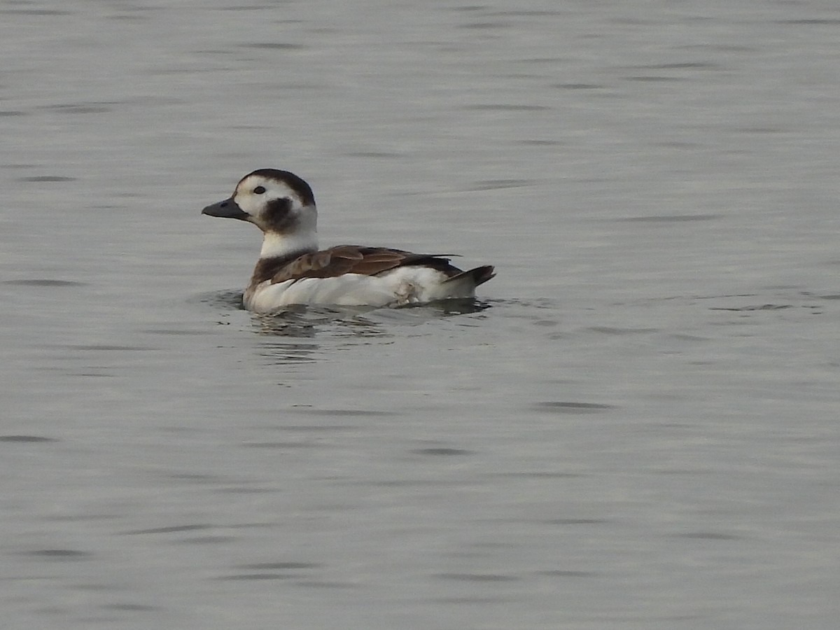 Long-tailed Duck - ML612638840