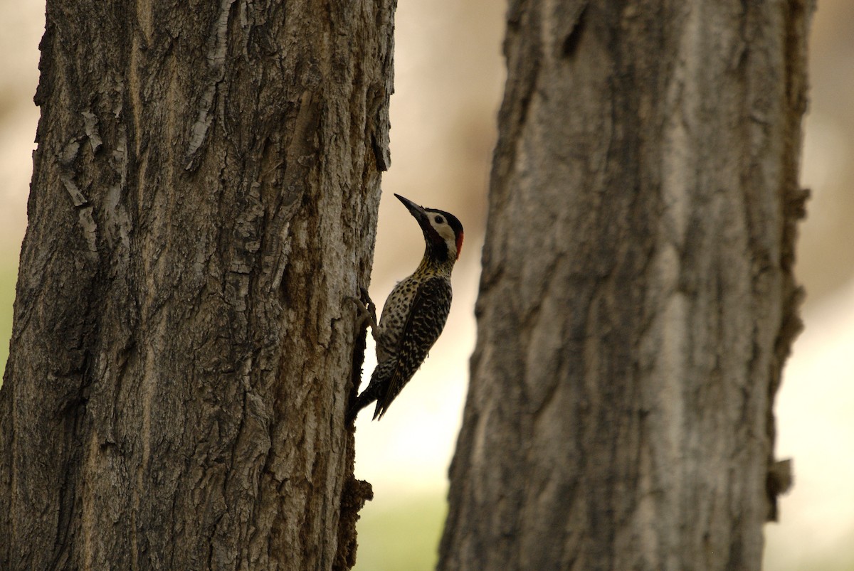 Green-barred Woodpecker - ML612639016