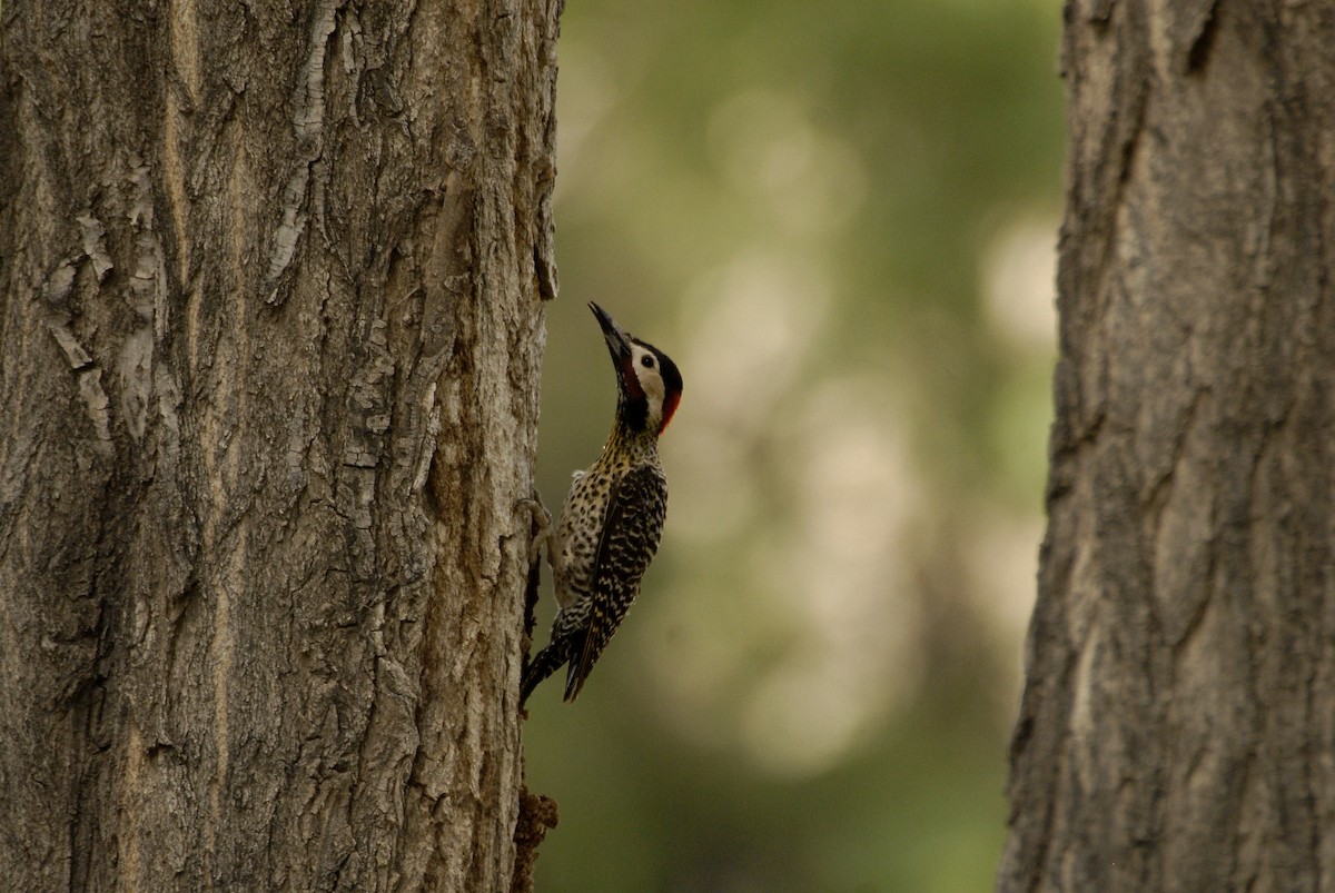 Green-barred Woodpecker - ML612639017