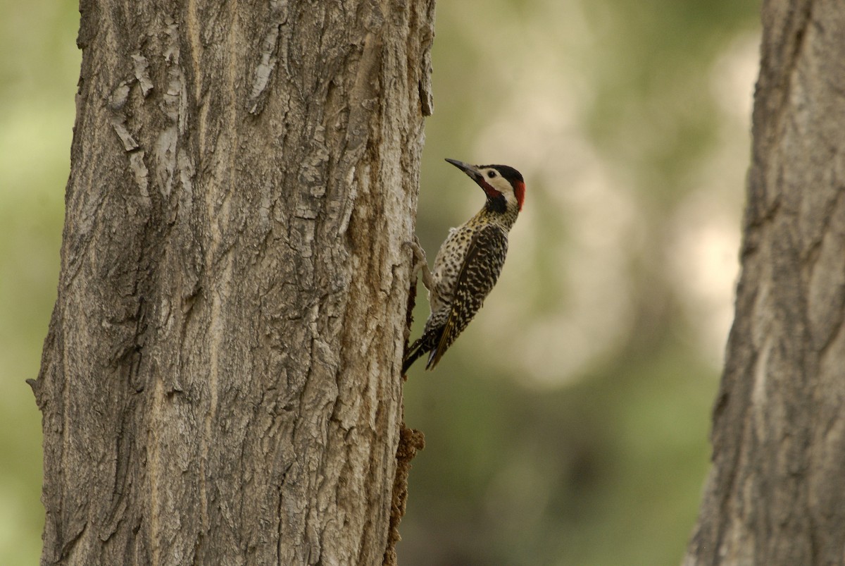 Green-barred Woodpecker - ML612639018