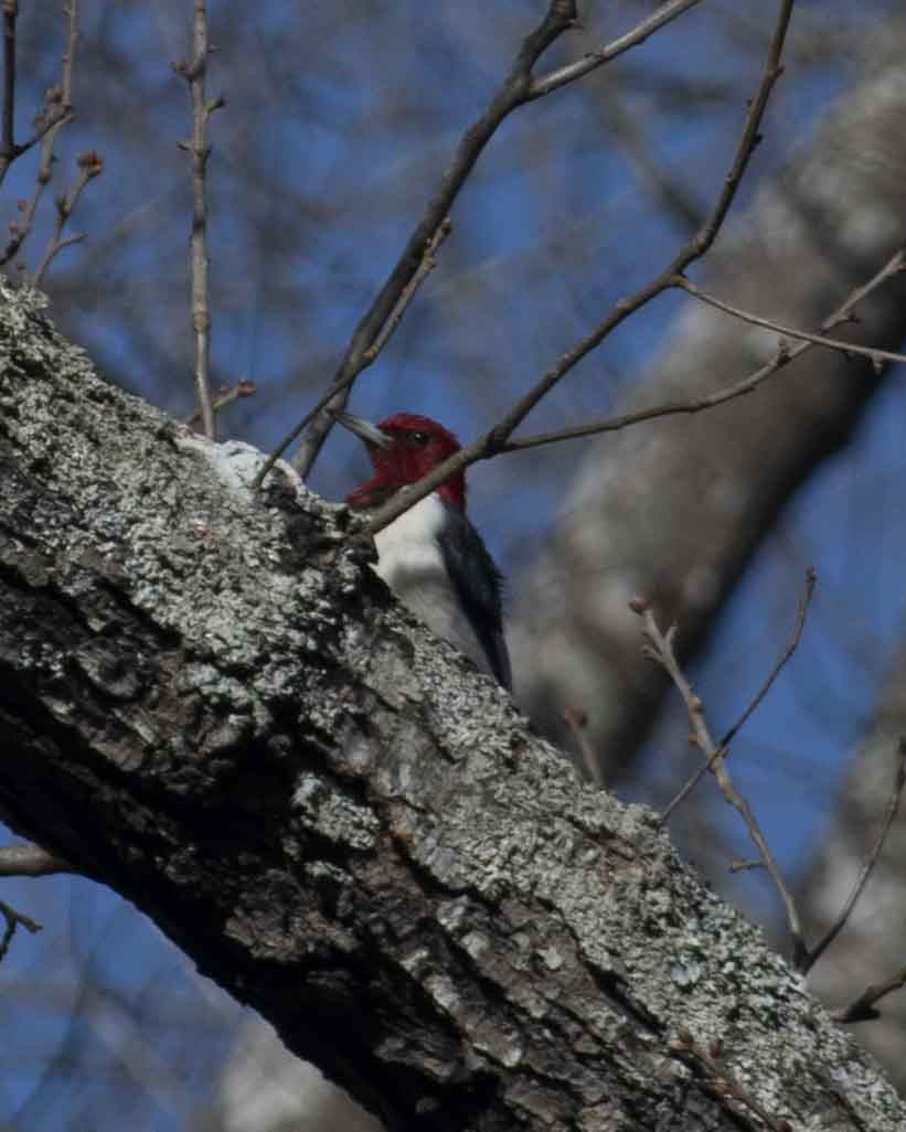 Red-headed Woodpecker - ML612639939