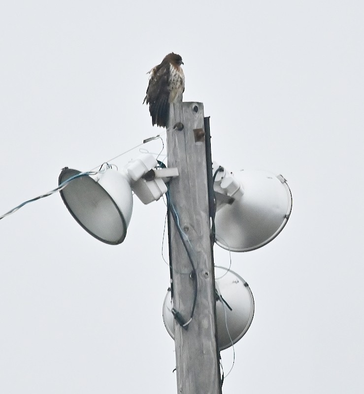 Red-tailed Hawk - ML612640221