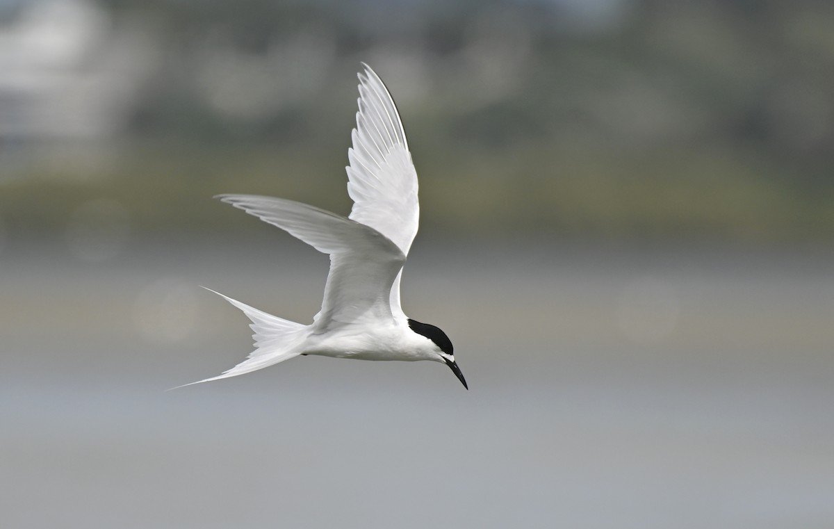 White-fronted Tern - ML612640295