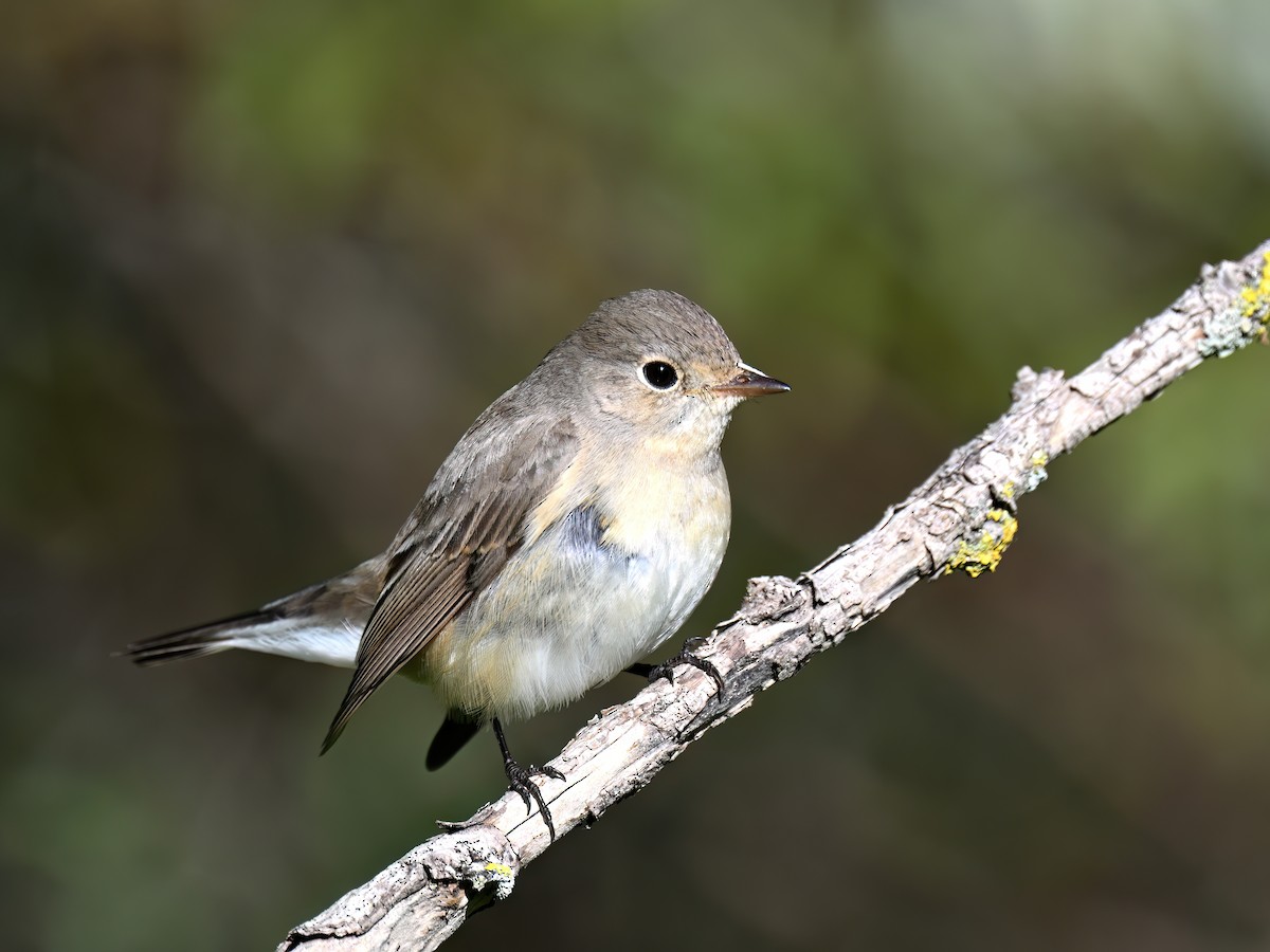 Red-breasted Flycatcher - ML612640302