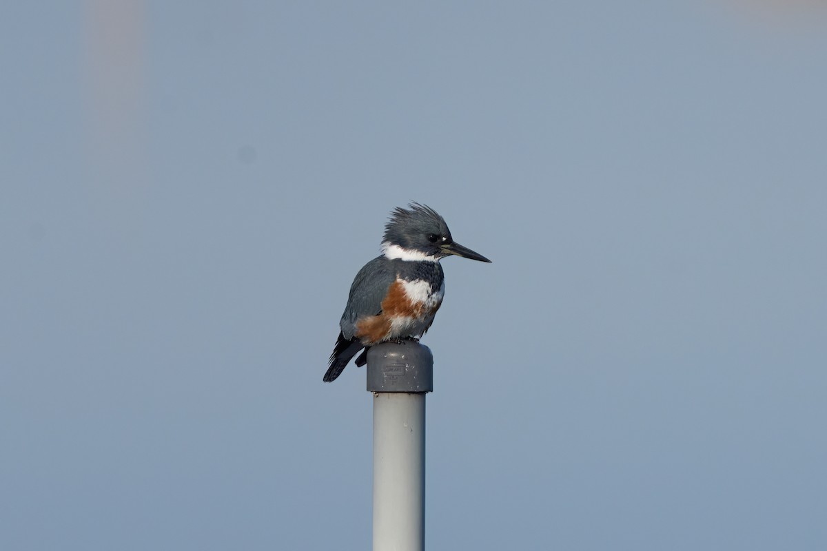 Belted Kingfisher - ML612640645