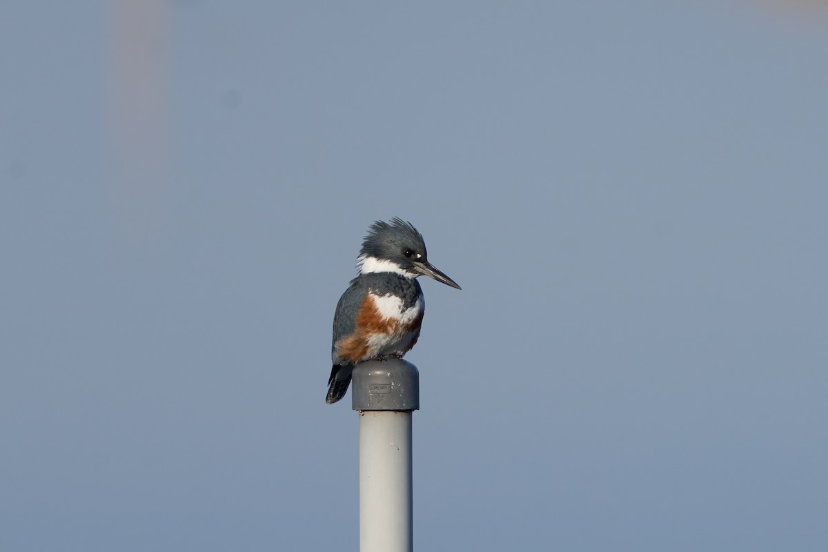 Belted Kingfisher - ML612640649
