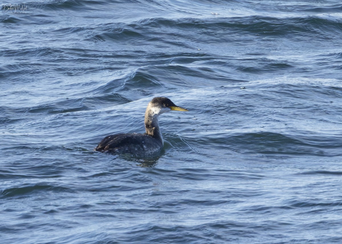 Red-necked Grebe - ML612640760