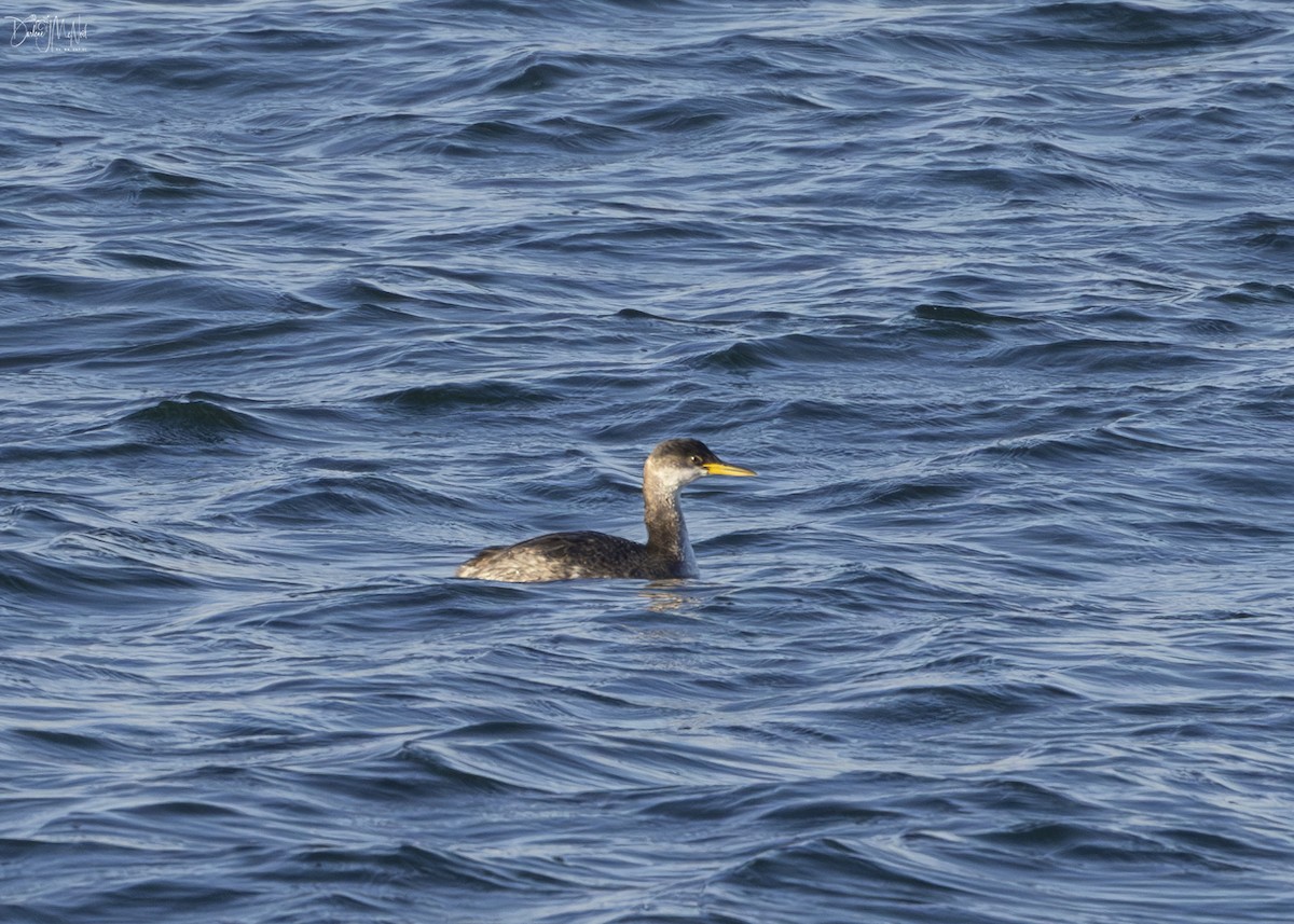Red-necked Grebe - ML612640767