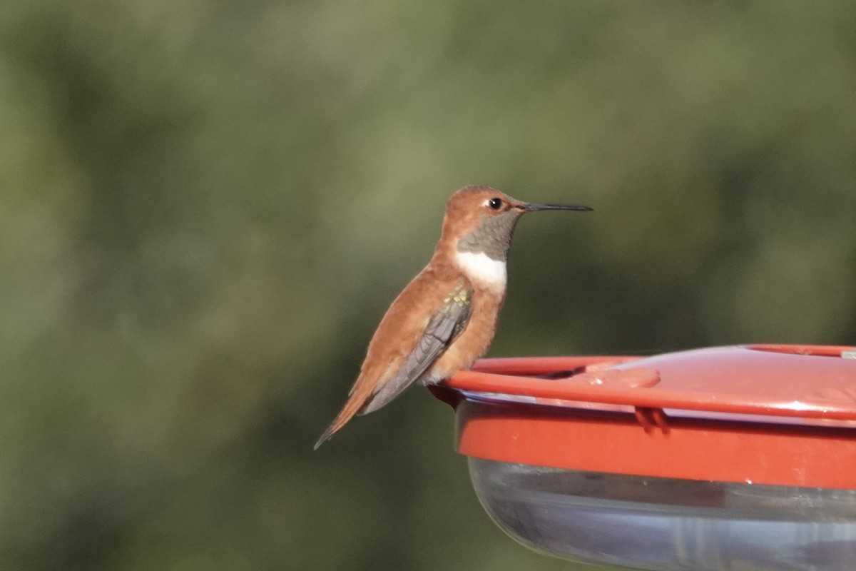 Rufous Hummingbird - ML612640776
