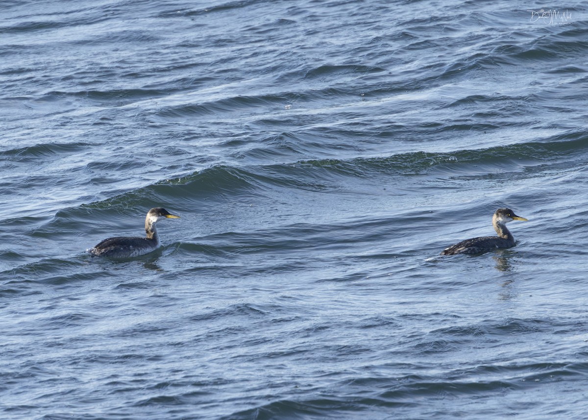 Red-necked Grebe - ML612640790
