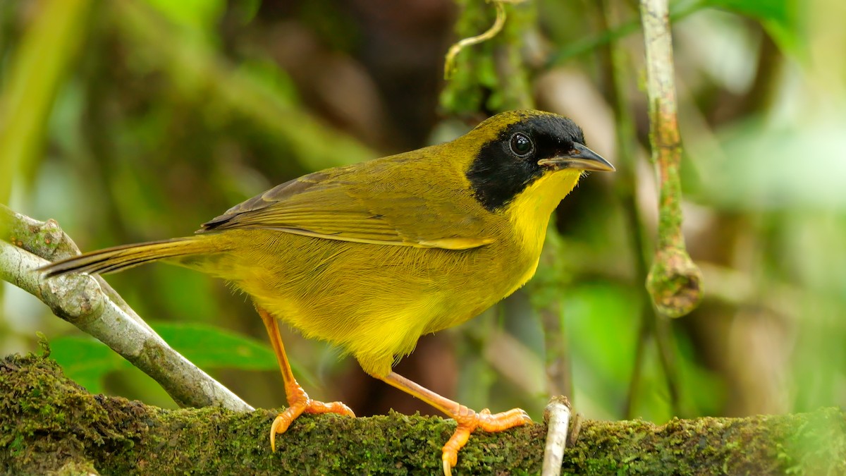 Olive-crowned Yellowthroat - ML612641057