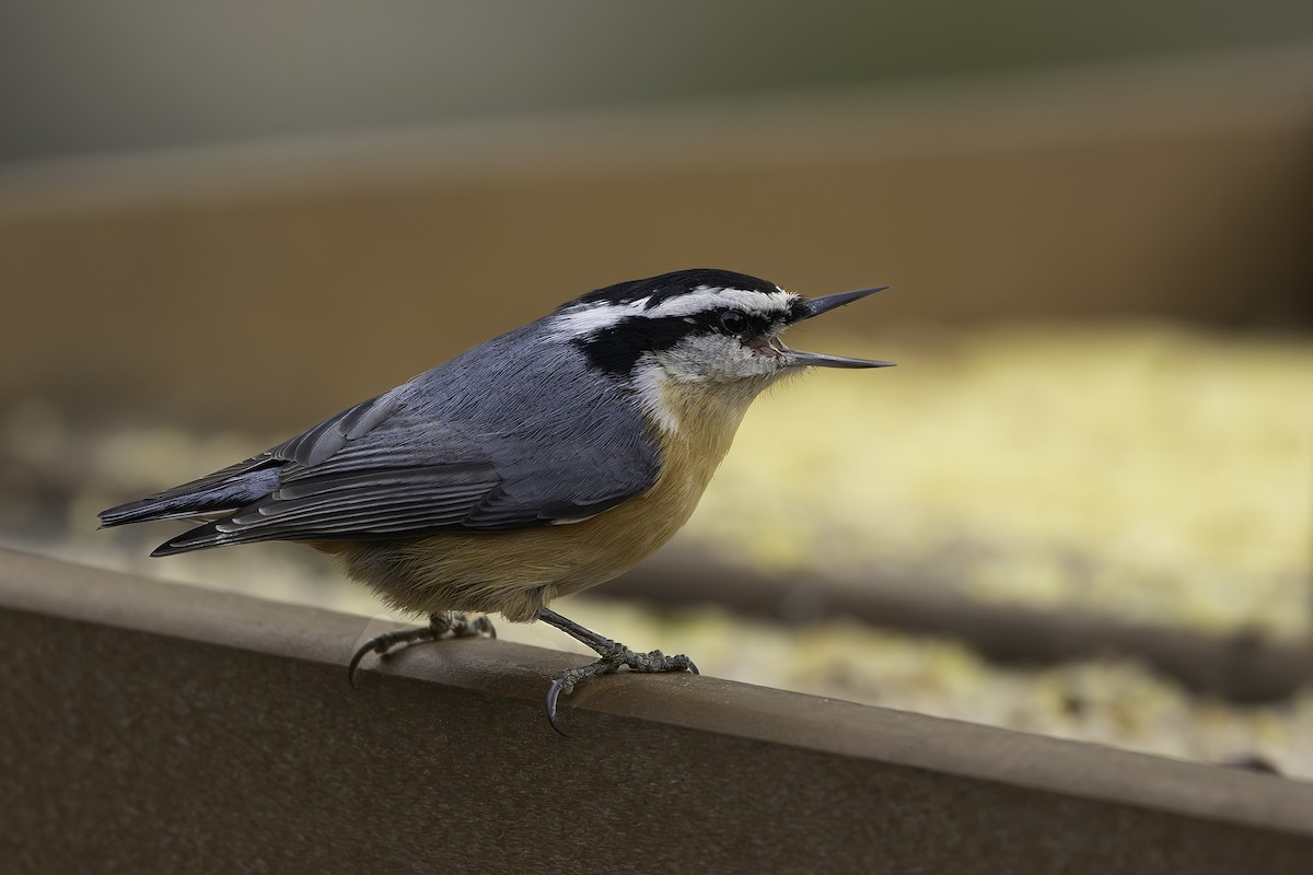 Red-breasted Nuthatch - Ian Routley