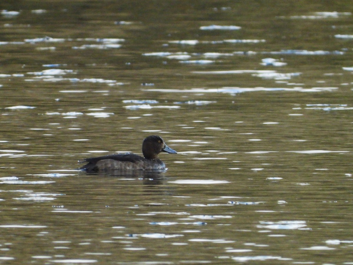Tufted Duck - ML612641106