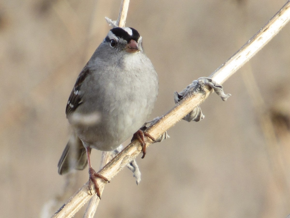 White-crowned Sparrow - ML612641202