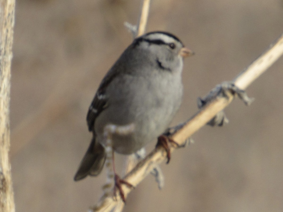 White-crowned Sparrow - ML612641203