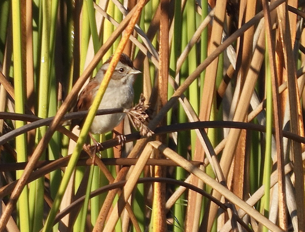 Swamp Sparrow - ML612641326