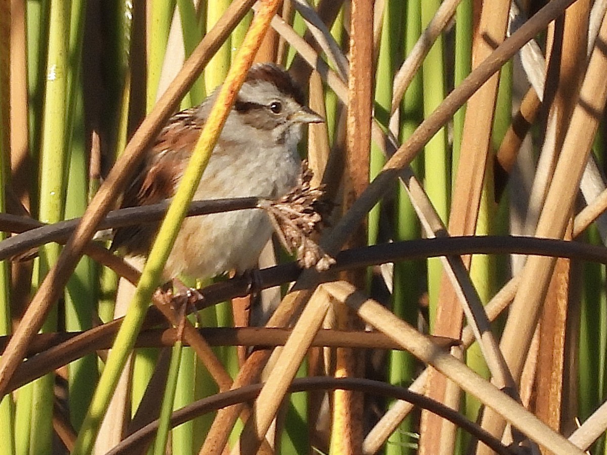 Swamp Sparrow - ML612641327