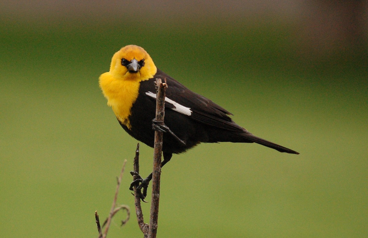 Yellow-headed Blackbird - ML612641545