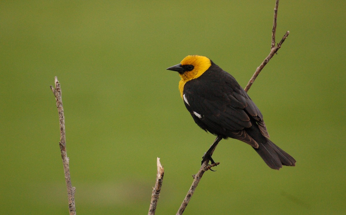 Yellow-headed Blackbird - ML612641546
