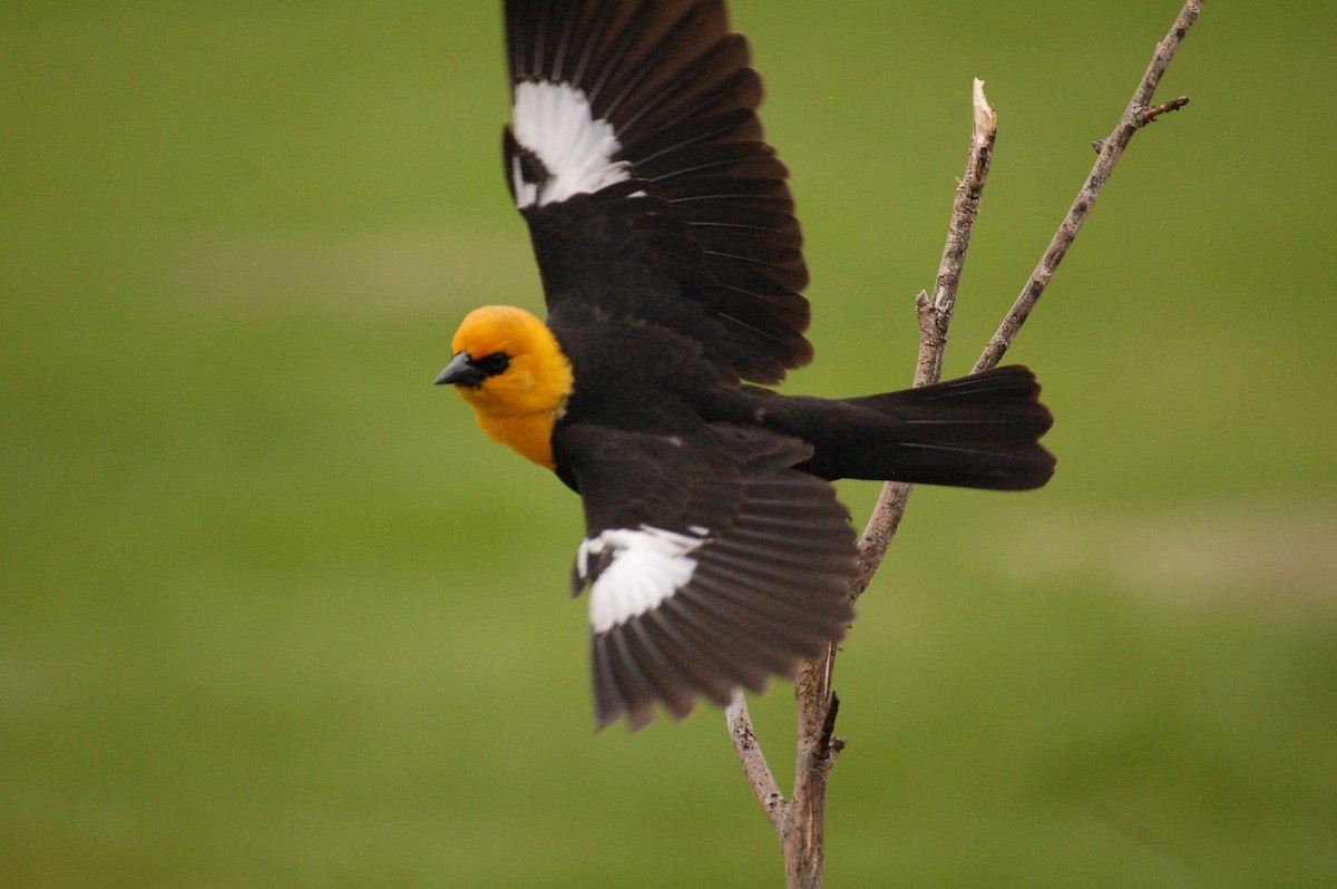 Yellow-headed Blackbird - Matthew Dickerson